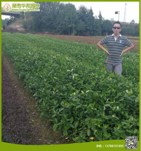 大葉梔子花小球