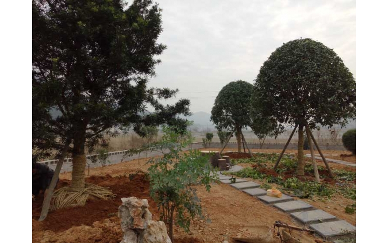 湖南華苑園林為韶山龐總別墅打造宜人庭院，綠化效果驚艷！