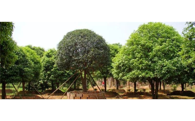 桂花樹的養(yǎng)殖方法和注意事項(xiàng)