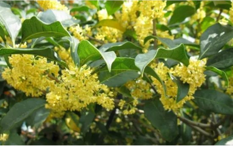 桂花樹的栽培技術(shù)：喜陽(yáng)光、好溫暖、耐高溫、不耐寒